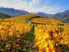 Wine route of the Aosta Valley